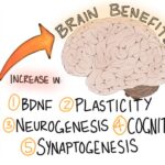 운동화 신은 뇌: 늙지 않는 뇌, 뇌 활성화 메커니즘